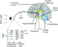 Figure 2: