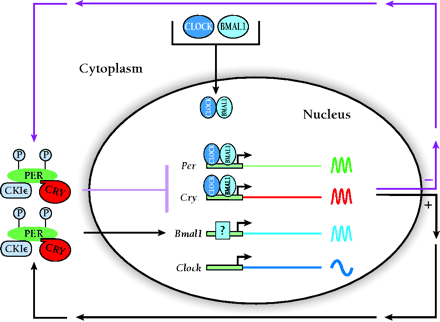 Figure 3:
