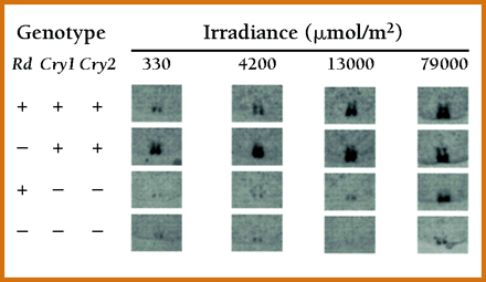 Figure 4: