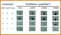 Figure 4: